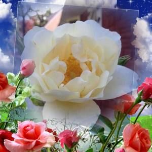 Meet your Posher, Kat